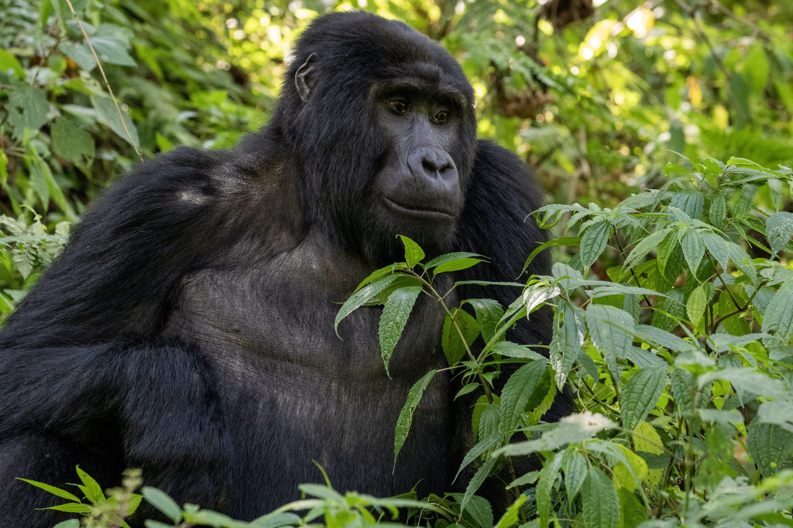 Uganda Classic Luxury Primate Tour