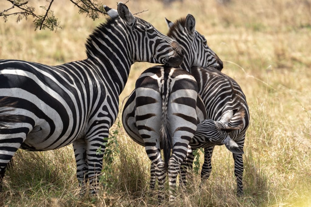 Zebras Feeding