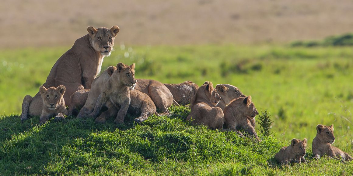 8 day Kenya wildlife safari