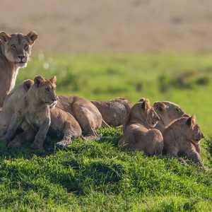 10 day Magical Kenya Safari experience