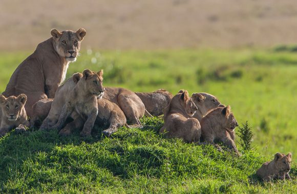 10 day Magical Kenya Safari experience
