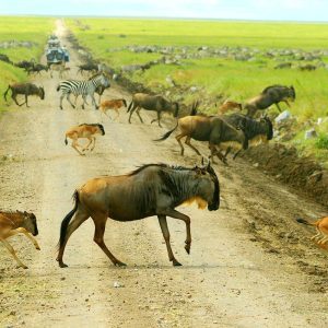 8 Days Great Wildebeest Calving Migration Safari with Masai Experience