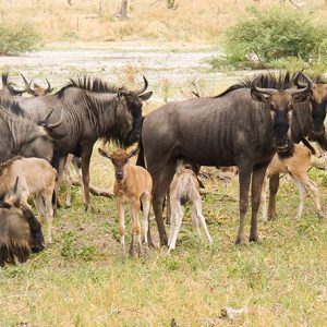 8 Days Great Wildebeest Calving Migration Safari with Masai Experience