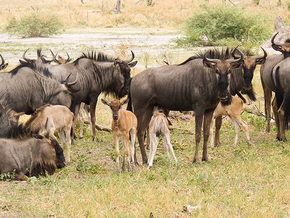 6 Day Affordable Wildebeest calving Safari Serengeti Migration