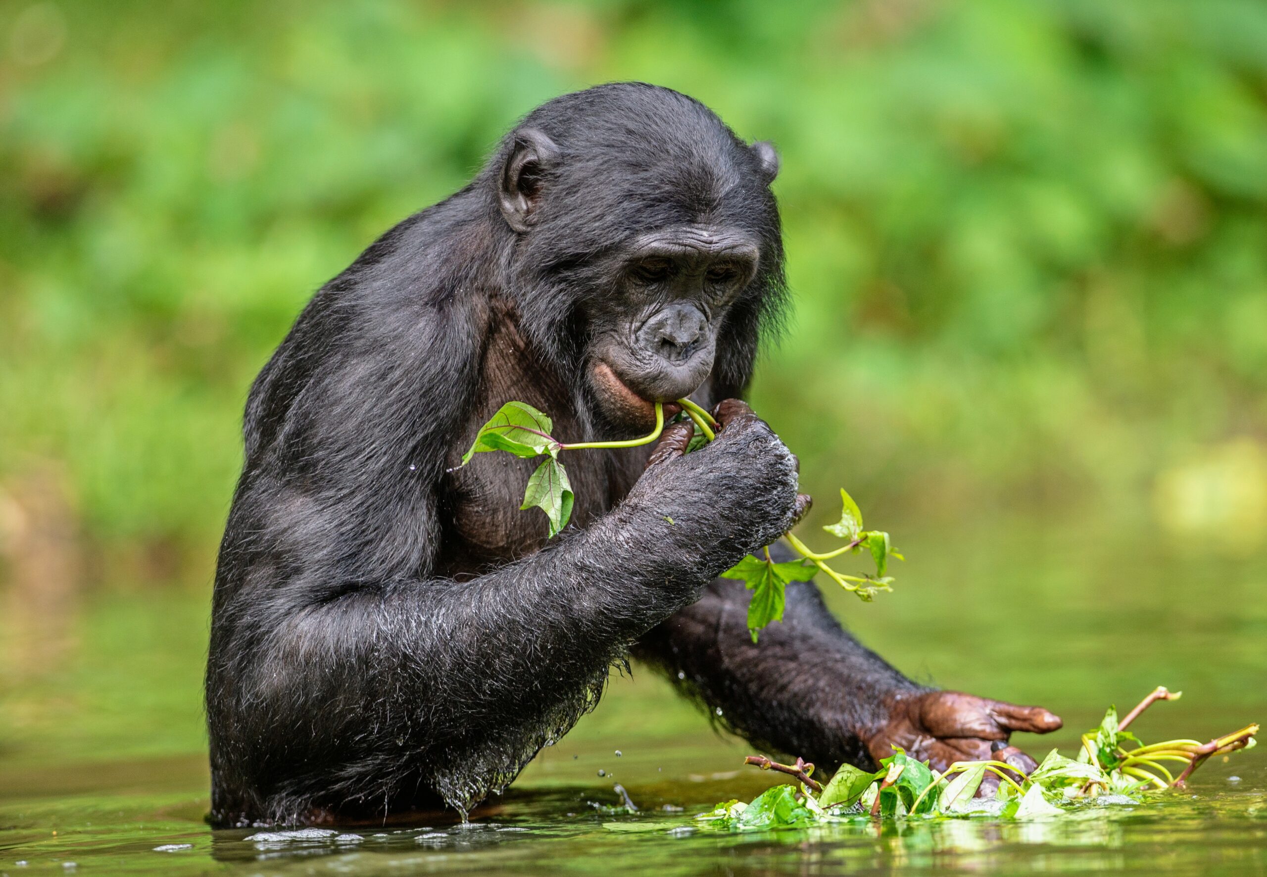 4 Day Western D R Congo Tour With Lola Ya Bonobo Experience